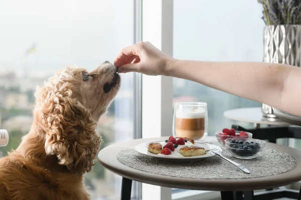 Female hand gives food to the dog. The dog eats food from his hand on the background of a table with a delicious breakfast by the window overlooking the city.