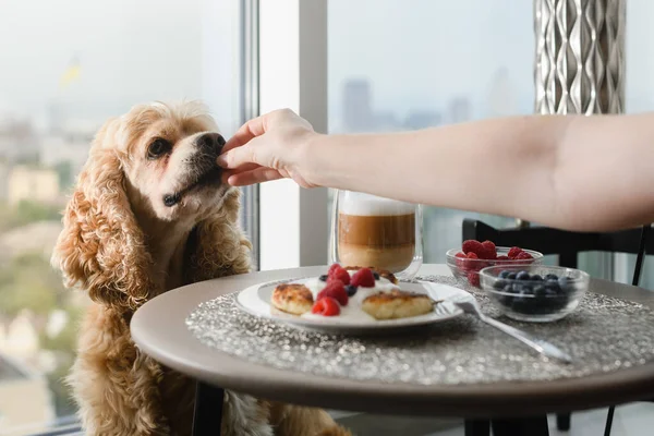 Female hand gives food to the dog. The dog eats food from his hand on the background of a table with a delicious breakfast by the window overlooking the city.