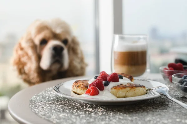 Spaniel Sits Table Delicious Breakfast Window Dog Begging Food Table — Photo