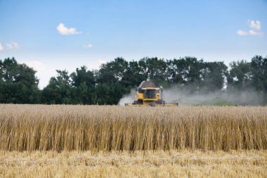 Field of ripe wheat. Combine harvesters with grain header, wide chaff spreader reaping cereal ears. Focus in the foreground.