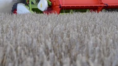 Field of ripe wheat. Combine harvesters with grain header, wide chaff spreader reaping cereal ears. Focus in the foreground.