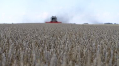 Field of ripe wheat. Combine harvesters with grain header, wide chaff spreader reaping cereal ears. Focus in the foreground.