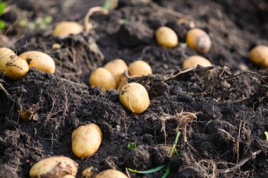 Dug and not harvested young potatoes in the field on excavated ground in sunny day. Home grown organic vegetables for background. Autumn harvesting in Ukraine. Selective focus.