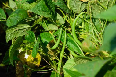Home garden, green asparagus beans on green foliage background, eco gardening in Ukraine.