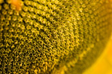Close-up of yellow blooming sunflower on a sunny summer day.