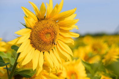 Close-up of a sunflower with a bee pollinating a sunflower against a field on a sunny day.