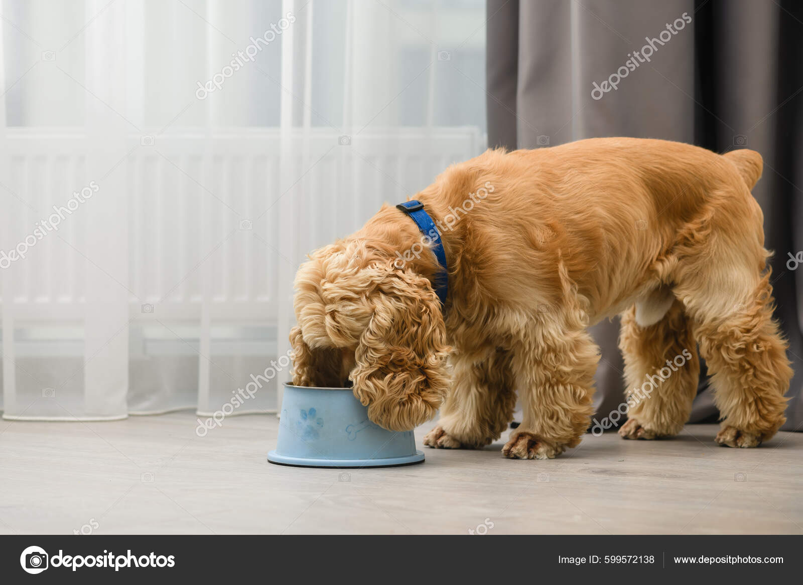 Cocker spaniel food hot sale bowl