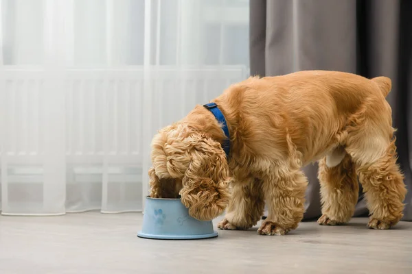 Cocker spaniel dog eating food from bowl on the floor in the home