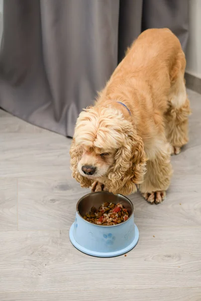 Cocker spaniel dog eating food from bowl on the floor in the home