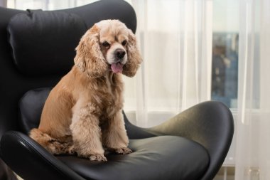 Şirin görünümlü sakin köpek cocker spanyel siyah bir sandalyede poz.