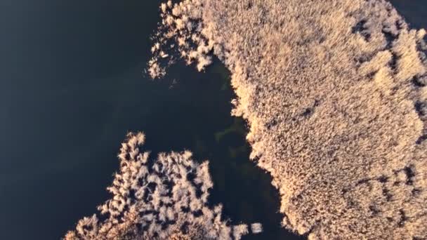 Plano Aéreo Del Lago Superficie Agua Con Cañas Secas — Vídeos de Stock