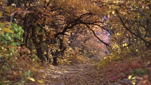 Тропа Покрытая Опавшими Листьями Осеннем Лесу Стоковый Видеоролик