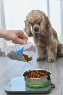 Bir kadın elektronik ölçek kullanarak bir parça kuru köpek maması ölçer. Kız köpeği için bir parça yiyecek dolduruyor..