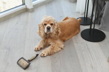 Sevimli Amerikan Cocker Spaniel elinde tarakla odanın zemininde yatıyor.