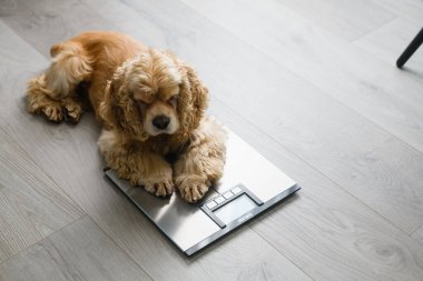 Evde ağırlık terazisinde oturan bir köpek. Hayvan sağlığı, hayvan obezite sorunu ve diyet kontrolü kavramı.