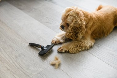 Sevimli Amerikan Cocker Spaniel evde bir tarakla yerde yatıyor..