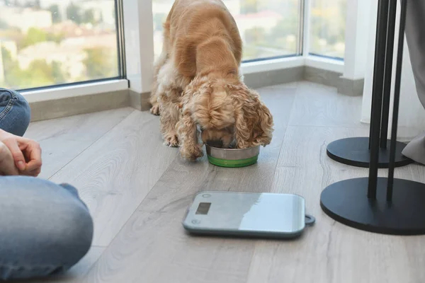 A woman measures a portion of dry dog food using an electronic scale. Dog diet. Dietary medical nutrition for pets. Animals dieting concept.