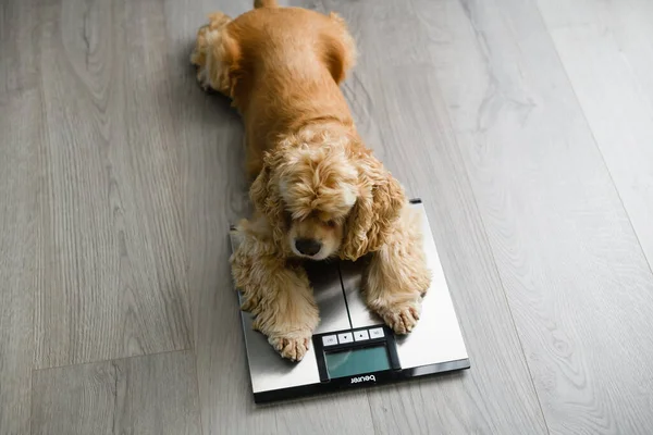 Dog sitting on weight scales at home. Concept of pet health care, animal obesity problem and diet control.