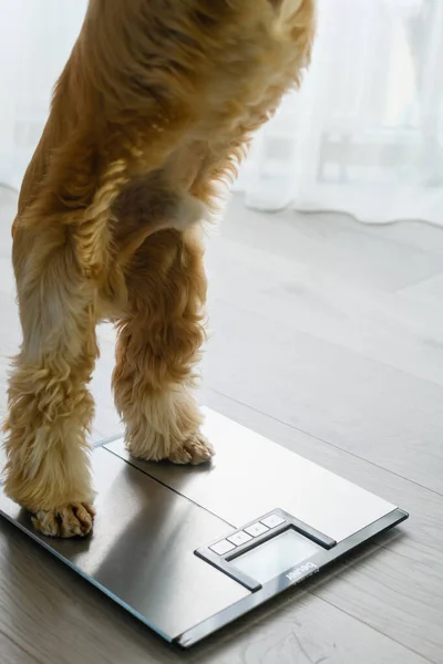 The dog stands with its hind legs on the floor scales. Concept of pet health care, animal obesity problem and diet control.