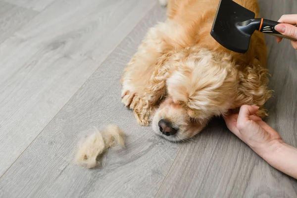 Mulher Escovar Cão Conceito Cuidados Com Animais Adorável Americano Cocker — Fotografia de Stock