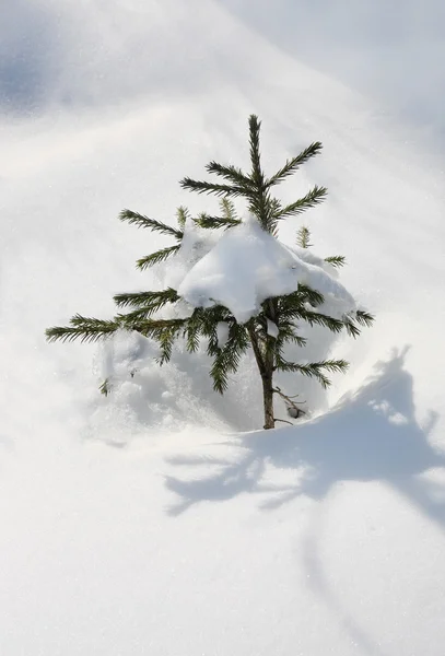 Small evergreen spruce tree with fresh white snow in deep snowdr — Stock Photo, Image