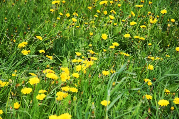 Прекрасне зелене поле з великою кількістю жовтих кульбаб — стокове фото