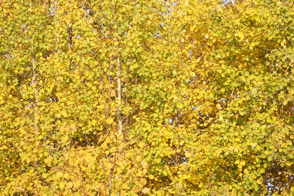 Beautiful yellow leaves of birch trees in forest at sunny autumn — Stock Photo, Image