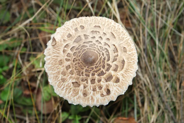 Chapeau de crapaud brun parmi l'herbe sèche dans la forêt le jour de l'automne . — Photo