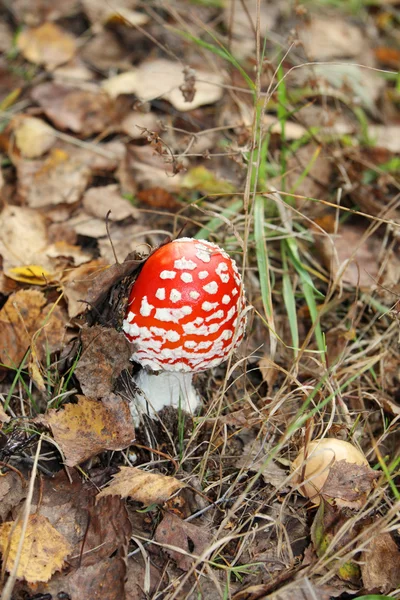 Mooie kleine rode Vliegenzwam onder gras in bos op herfst — Stockfoto