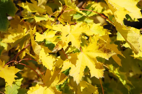 Beautiful yellow maple leaves on branches of tree in sunny autum — Stock Photo, Image