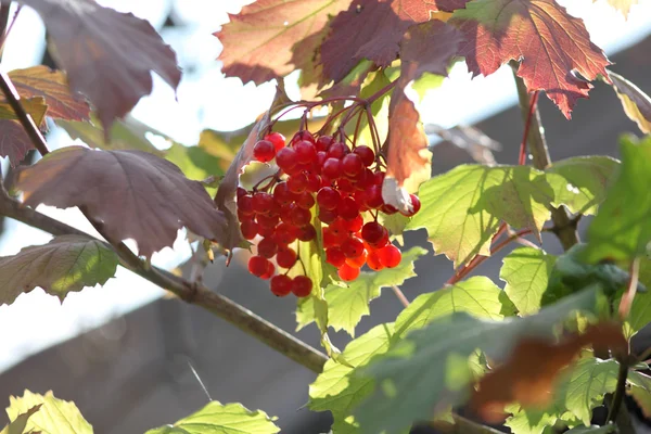 Takje van planten van viburnum rode bessen onder Bladeren in de herfst op zonnige da — Stockfoto