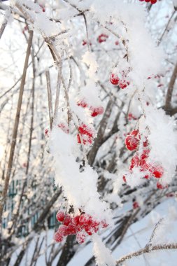 Kartopu çiçeği meyveleri Frost içinde kış ve güneş parlar aracılığıyla branc