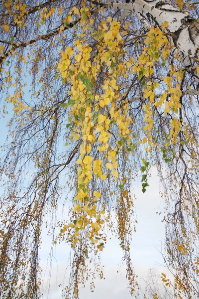Beautiful branches of big white birch with yellow leaves in autu — Stock Photo, Image