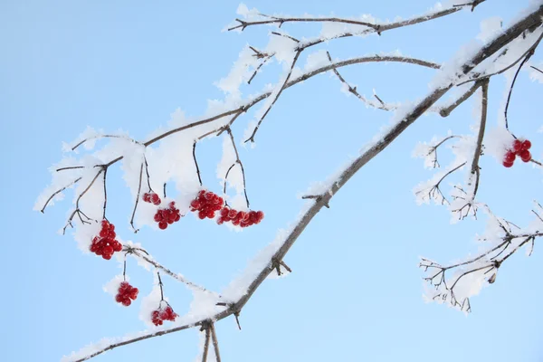 Planten van viburnum rode bessen in vorst in de winter en blauwe hemel op zonnige da — Stockfoto