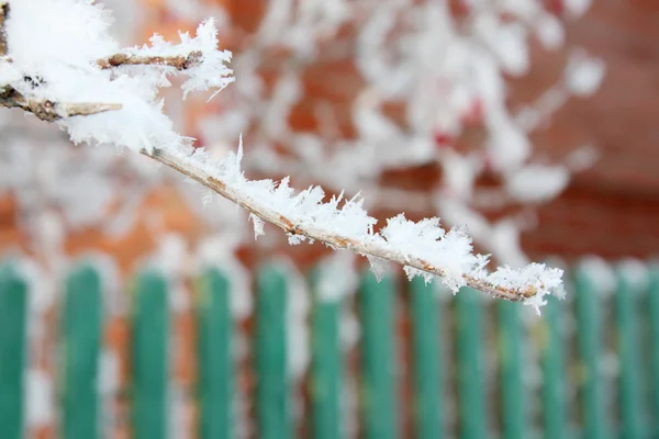 Belo ramo na geada no dia de inverno contra cerca verde . — Fotografia de Stock