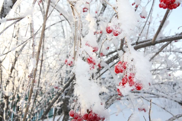 Árvores com bagas viburnum na geada no inverno e sol brilha th — Fotografia de Stock