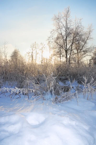 Trees and bushes in frost in winter and sun shines through branc — Stock Photo, Image