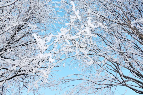 Beautiful bushes in frost in winter ay background of blue sky. — Stock Photo, Image