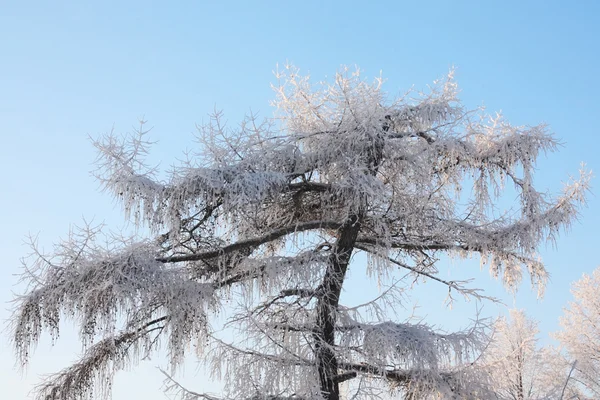 Beautiful tree in frost in winter ay background of blue sky. — Stock Photo, Image
