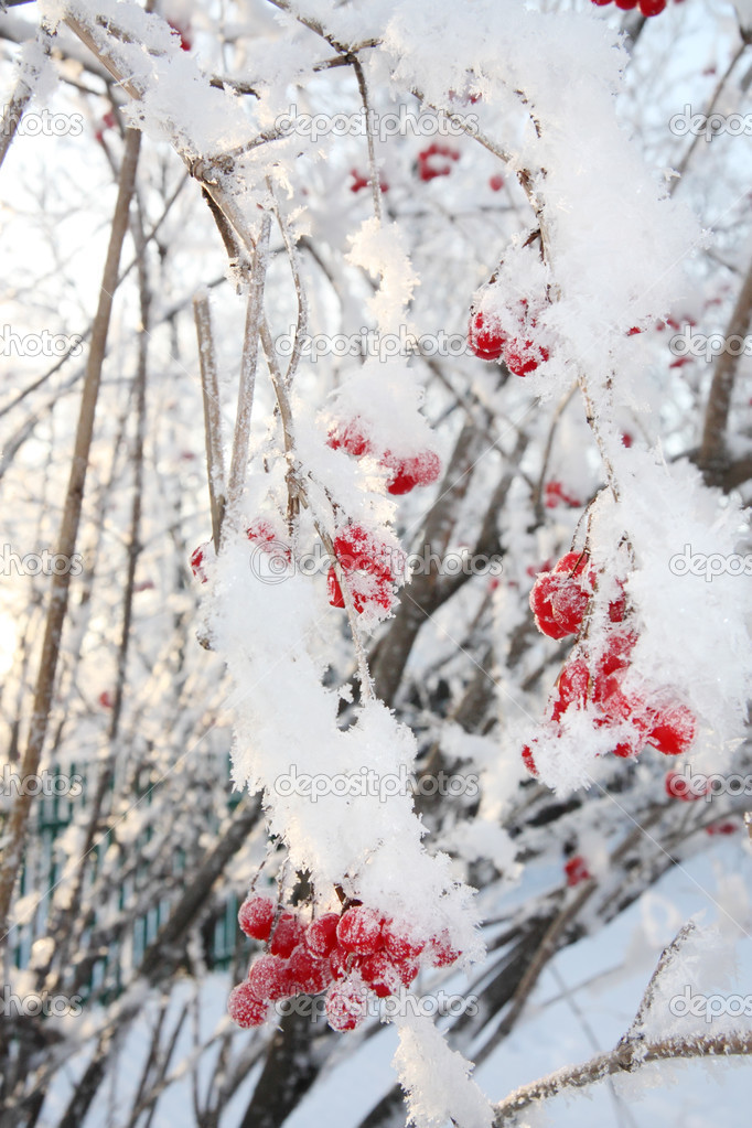 Viburnum berries in frost in winter and sun shines through branc