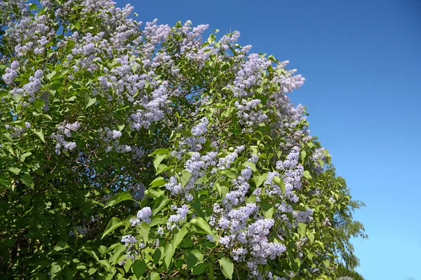 Hermoso y grande arbusto de lilas florecientes en el soleado día de primavera . — Foto de Stock