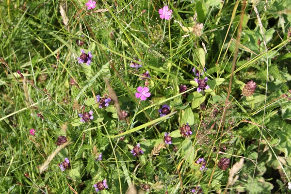 Pink and purple wildflowers in green grass at sunny summer day — Stock Photo, Image