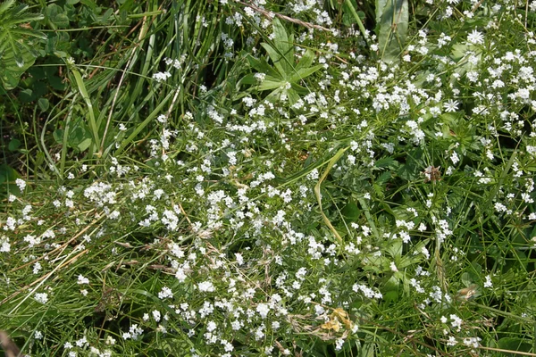 Många små vita blommor i grönt gräs på solig sommardag — Stockfoto
