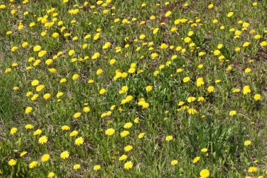 Sarı küçük dandelions güneş, çok güzel yeşil alan