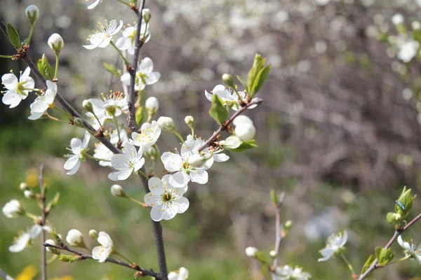 Гілка з білими вишневими квітами, бутонами і свіжим листям на сонячному — стокове фото