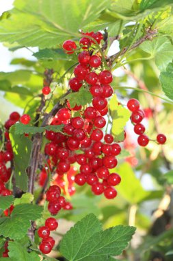 Frenk üzümü olgun meyveleri ile yeşil dal