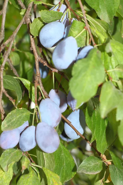 Groene takje pruim met rijpe blauwe vruchten — Stockfoto