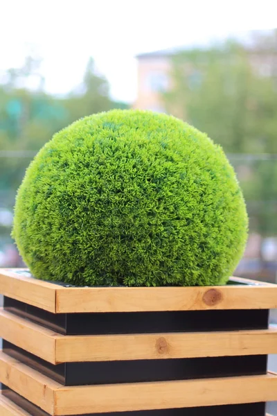 Arbusto verde decorativo en forma de bola en maceta de madera en la cafetería de verano —  Fotos de Stock