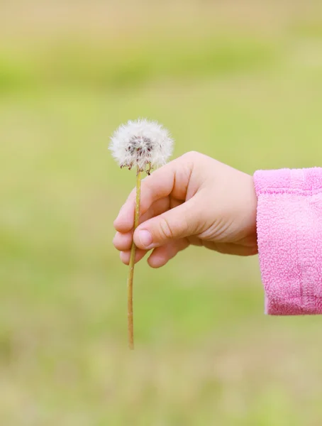 Primo piano delle mani della bambina in rosa con dente di leone bianco ou — Foto Stock