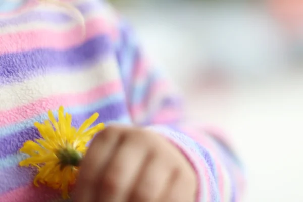 Close up of small yellow wild flower in hands of little girl in — Stock Photo, Image